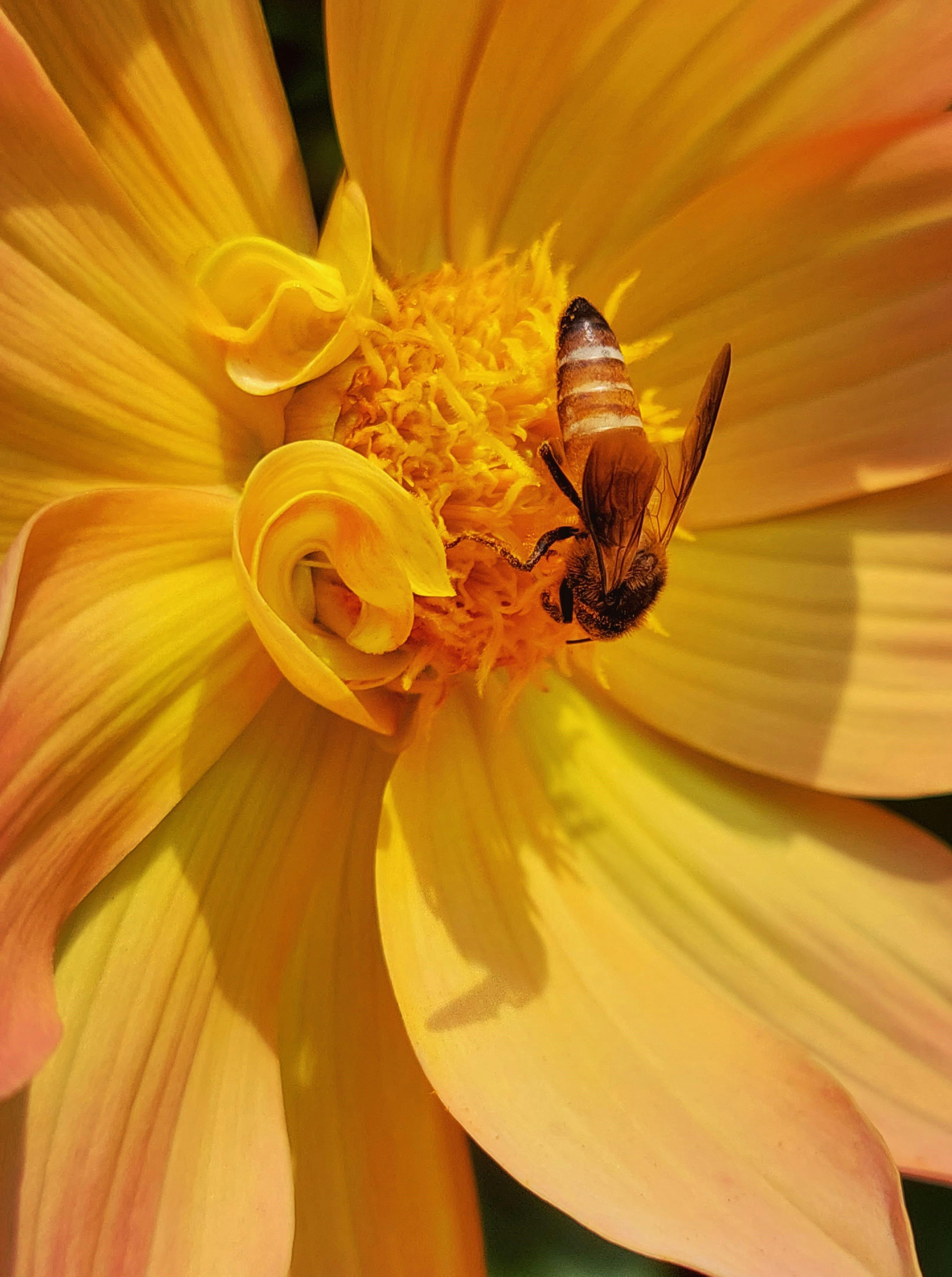 Pollinator Support Insights